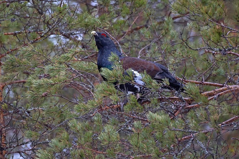 Western capercaillie
