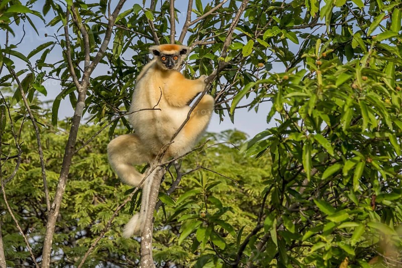 Golden-crowned sifaka