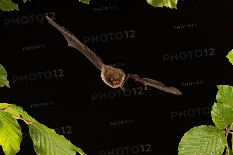 Daubenton's bat