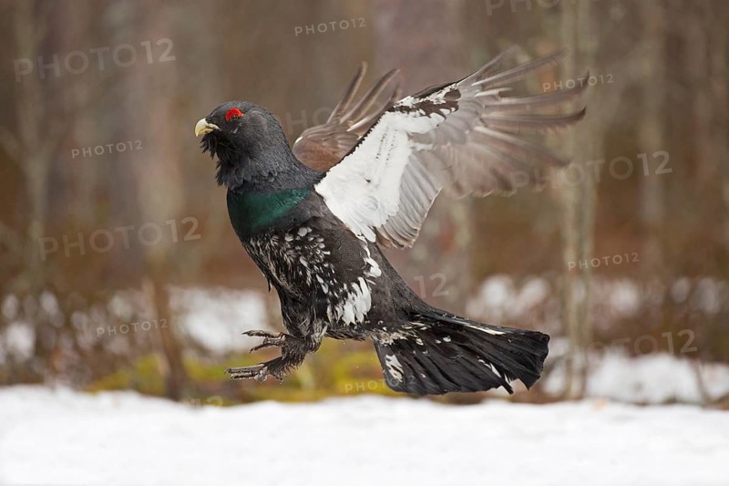 Western capercaillie