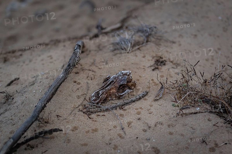 Dog skull on the beach in Sardegna Italy