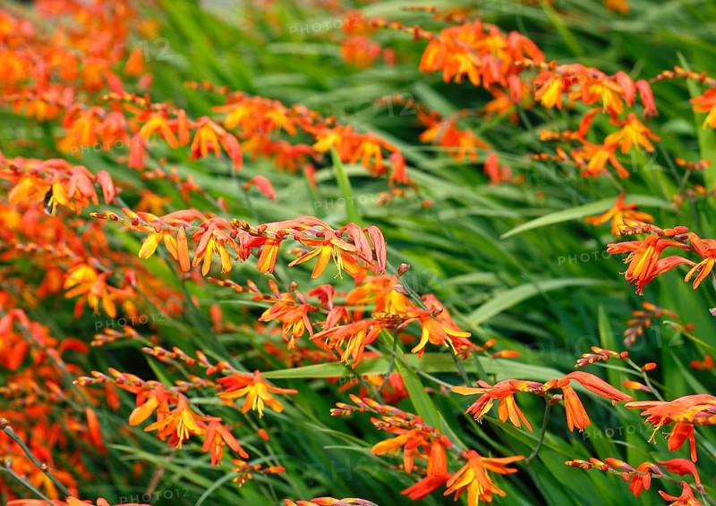 Montbretia