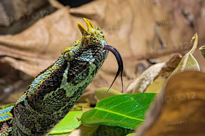 Vipere rhinoceros sur fond noir. Arrowhead viper