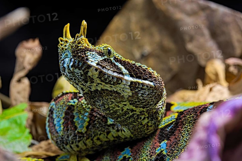 Vipere rhinoceros sur fond noir. Arrowhead viper