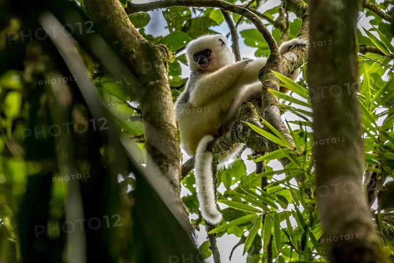 Golden-crowned sifaka