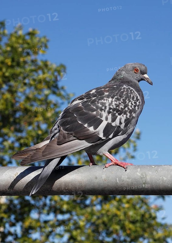 City domestic pigeon