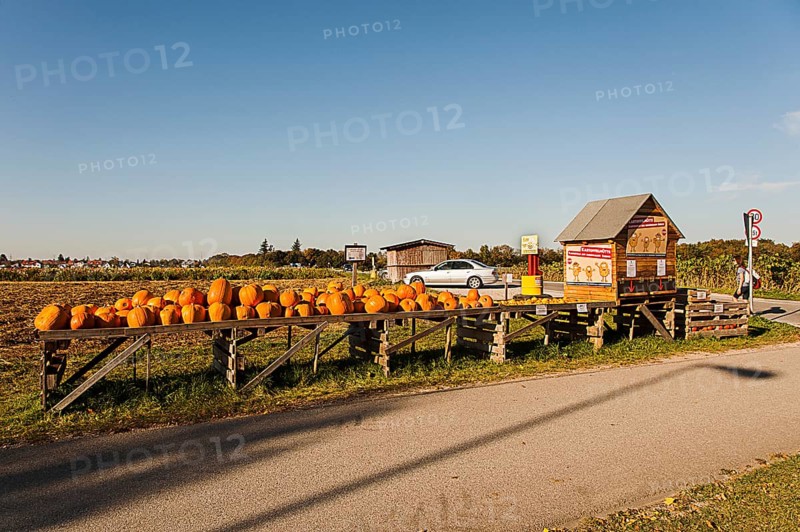 Pumpkins