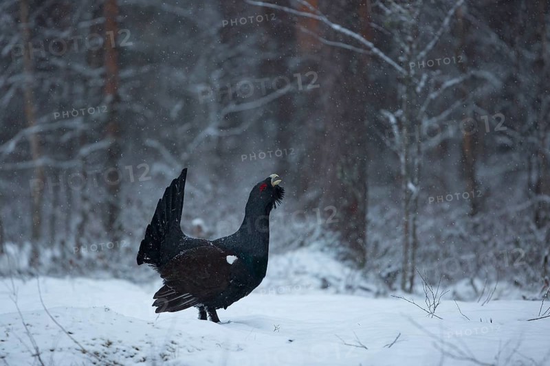 Western capercaillie