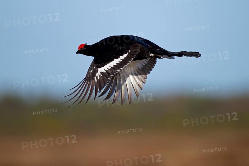 Black Grouse