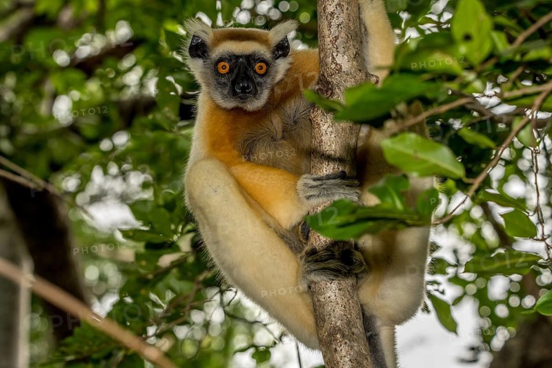 Golden-crowned sifaka