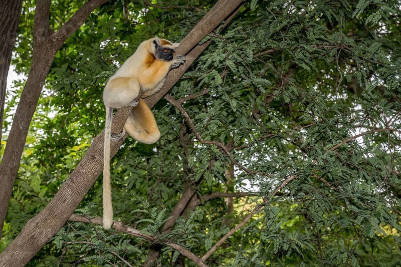 Golden-crowned sifaka