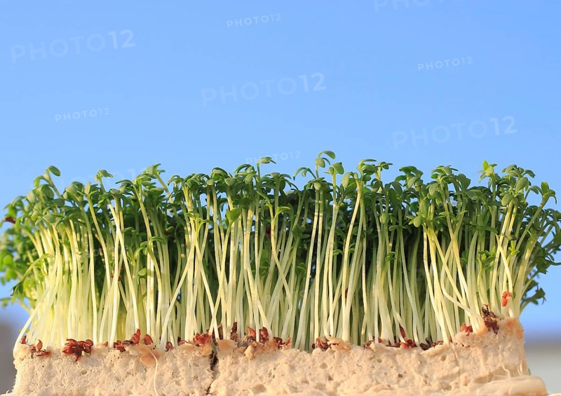 Garden cress