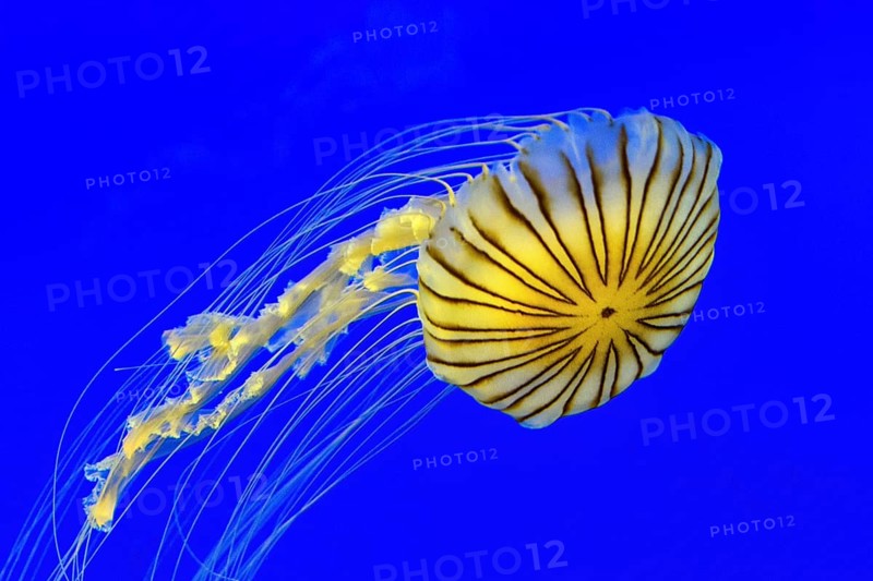 Yellow compass jellyfish
