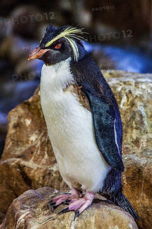 Southern rockhopper penguin