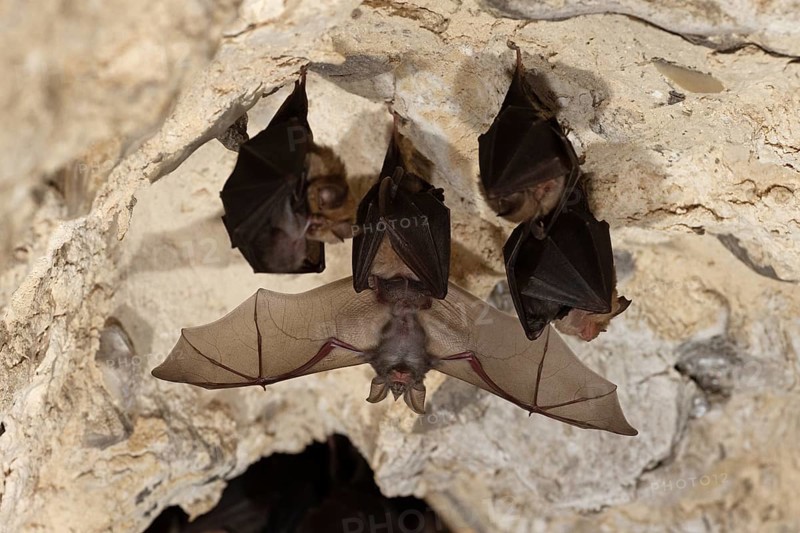 Lesser horseshoe bat