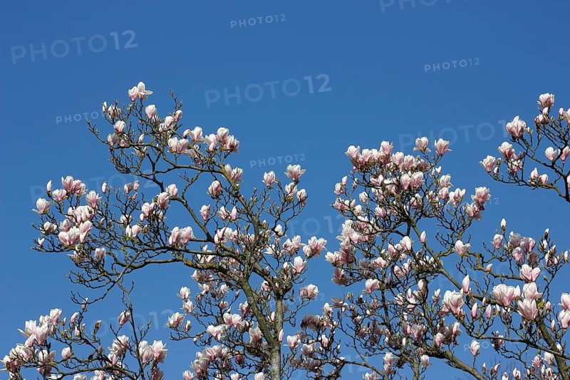Chinese magnolia