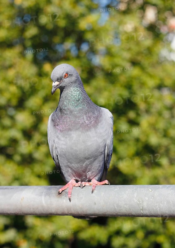City domestic pigeon