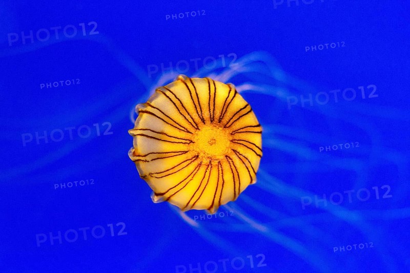 Orange compass jellyfish