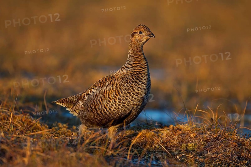 Black grouse