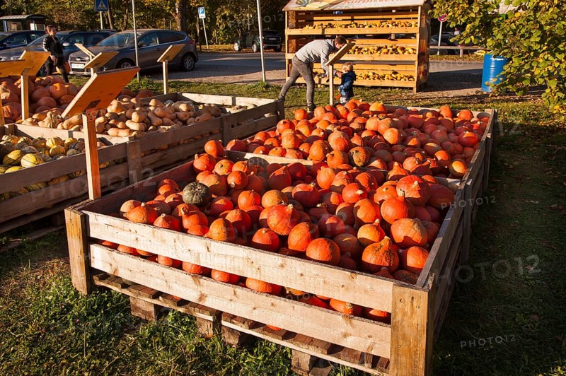 Pumpkins