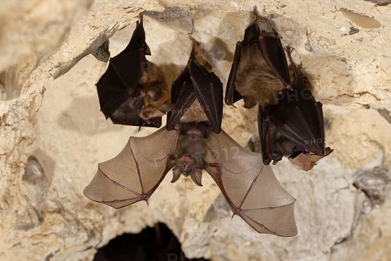 Lesser horseshoe bat