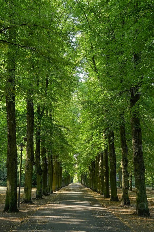Albert-Brodersen-Allee
