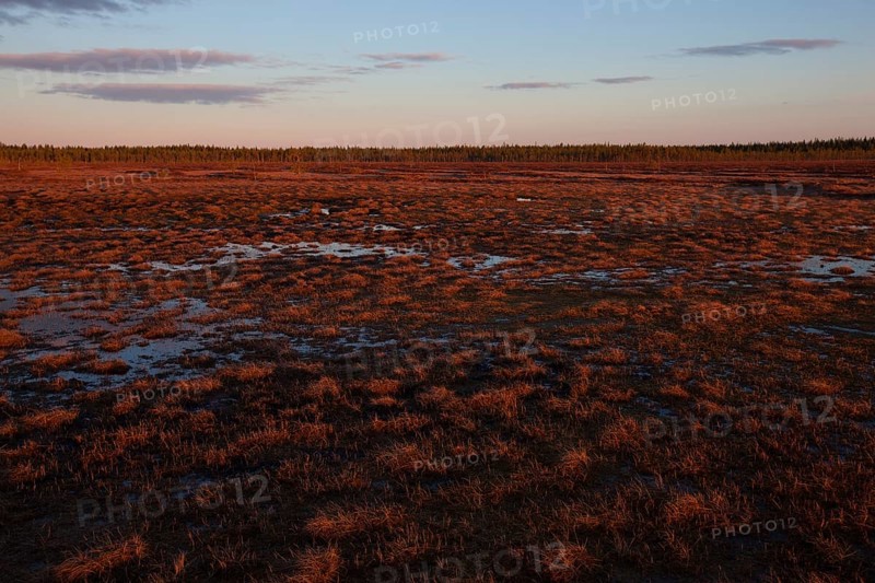 Moor at sunrise