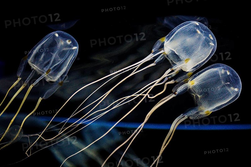 Moon common jellyfish