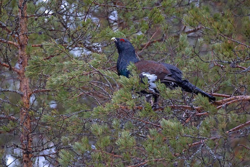Western capercaillie