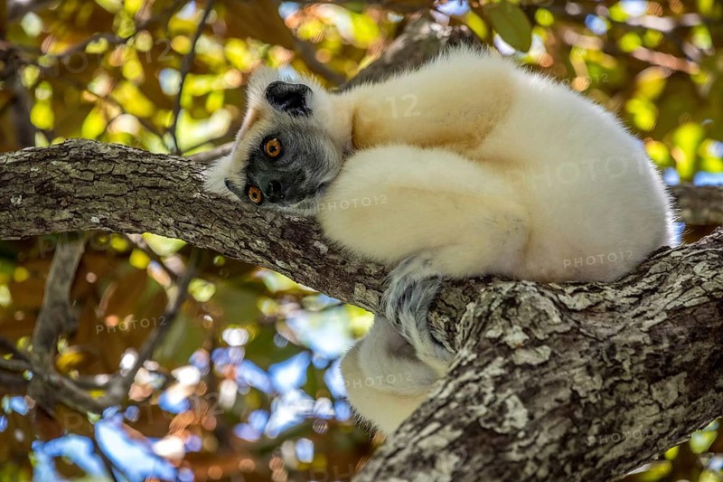 Golden-crowned sifaka