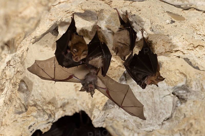 Lesser horseshoe bat