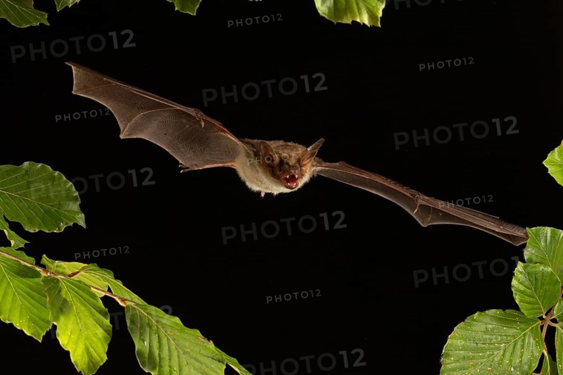 Greater mouse-eared bat