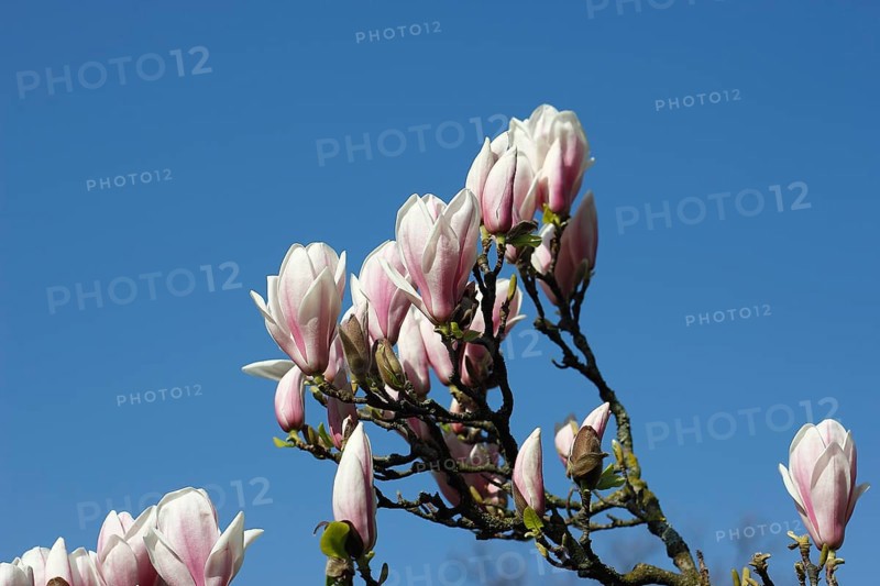 Chinese magnolia