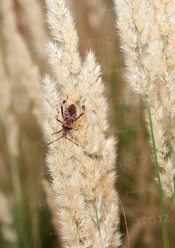 Western conifer seed bug