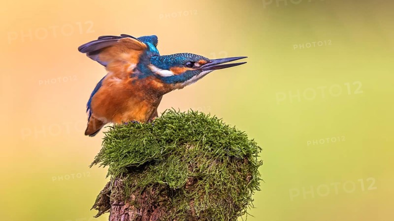 Common kingfisher