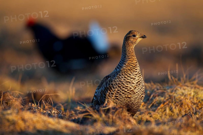 Black grouse