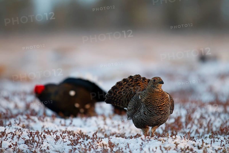 Black grouse