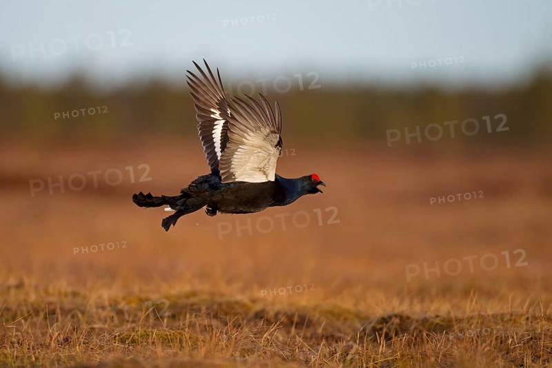 Black Grouse