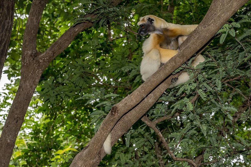 Golden-crowned sifaka