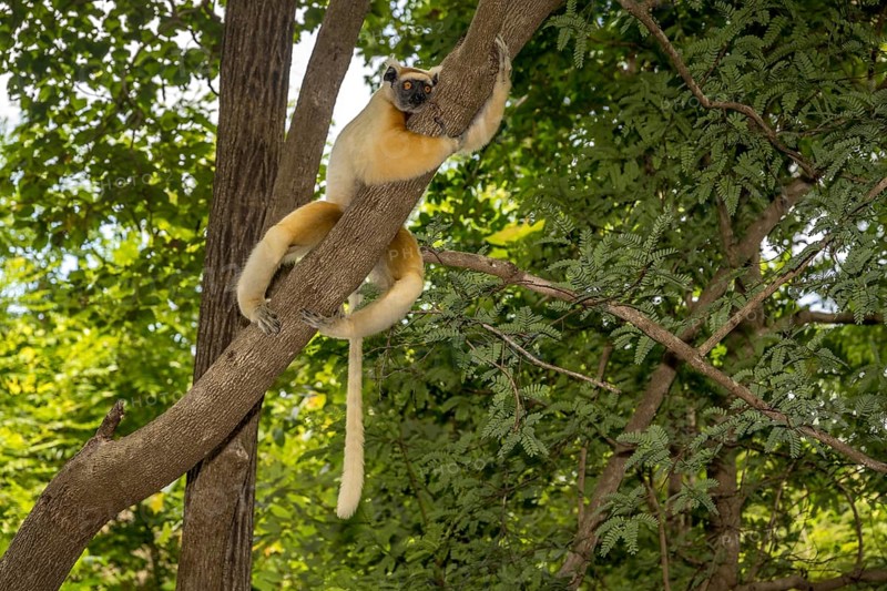 Golden-crowned sifaka