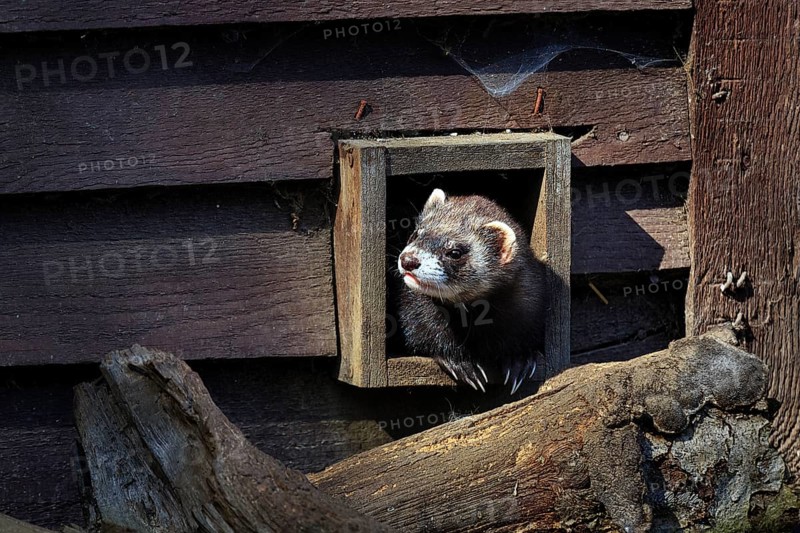 European polecat