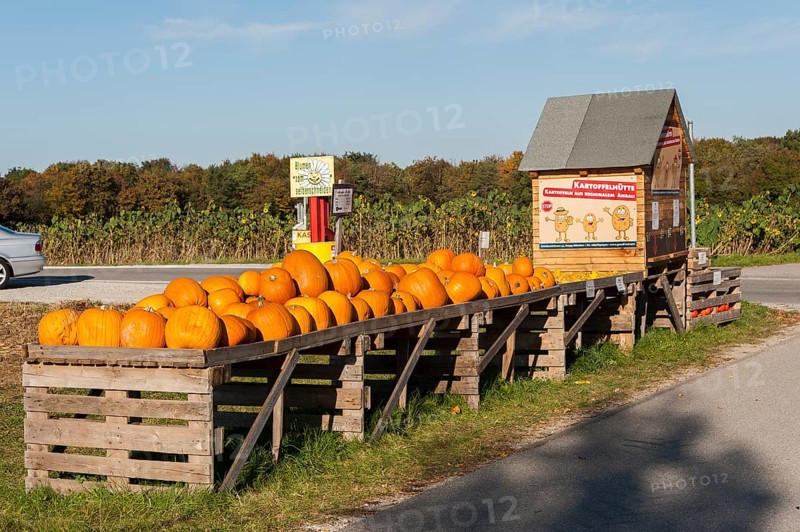 Pumpkins