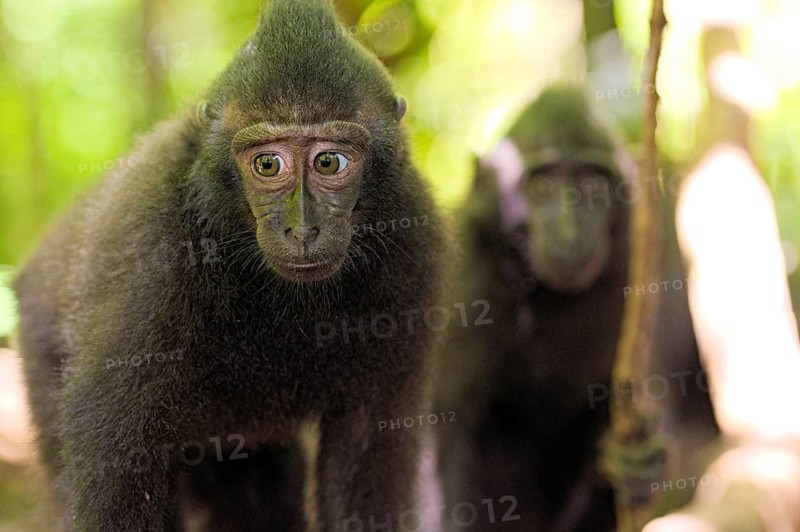 Macaque des Celebes dans le Tangkoko. Celebes black macaque in the Tangkoko. North Sulawesi