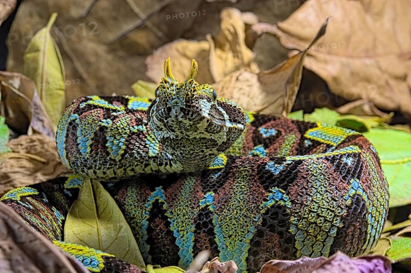 Vipere rhinoceros sur fond noir. Arrowhead viper