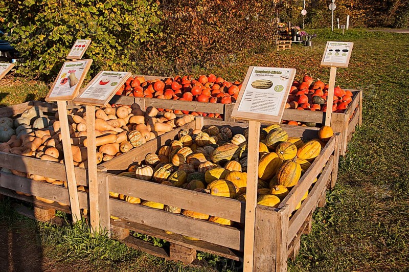 Pumpkins