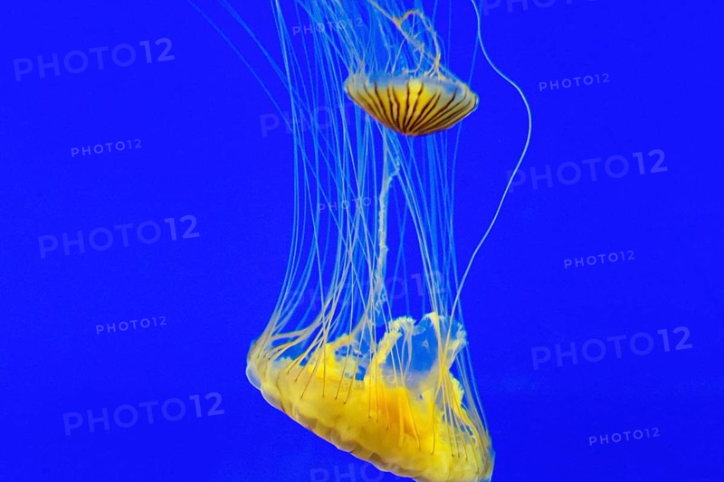 Two yellow compass jellyfish