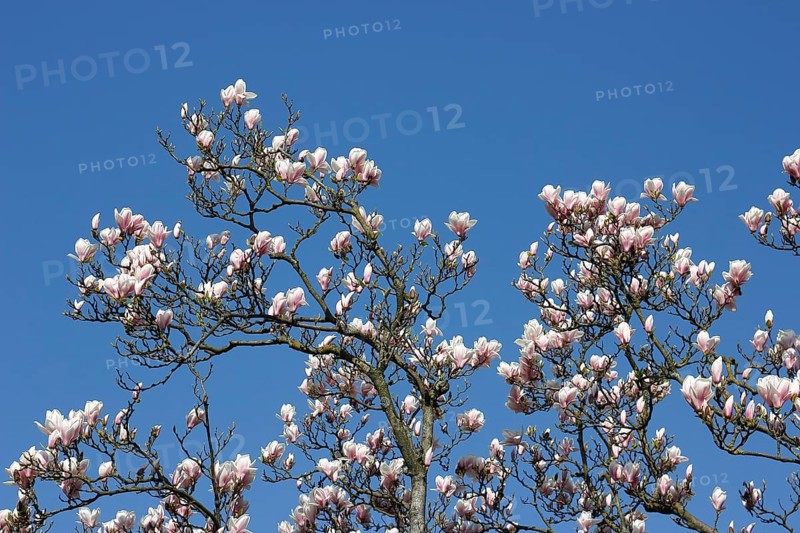Chinese magnolia