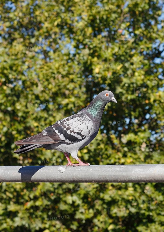 City domestic pigeon