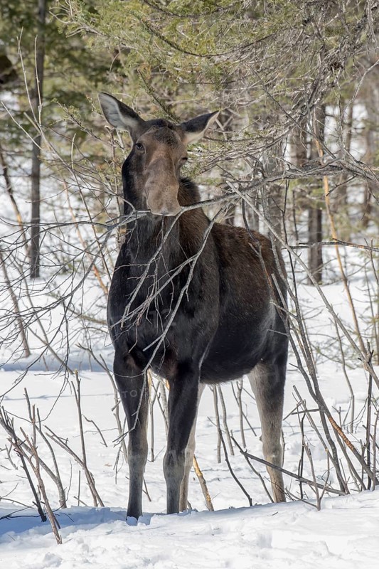 A moose cow eats twigs in a forest in winter. Alces americanus