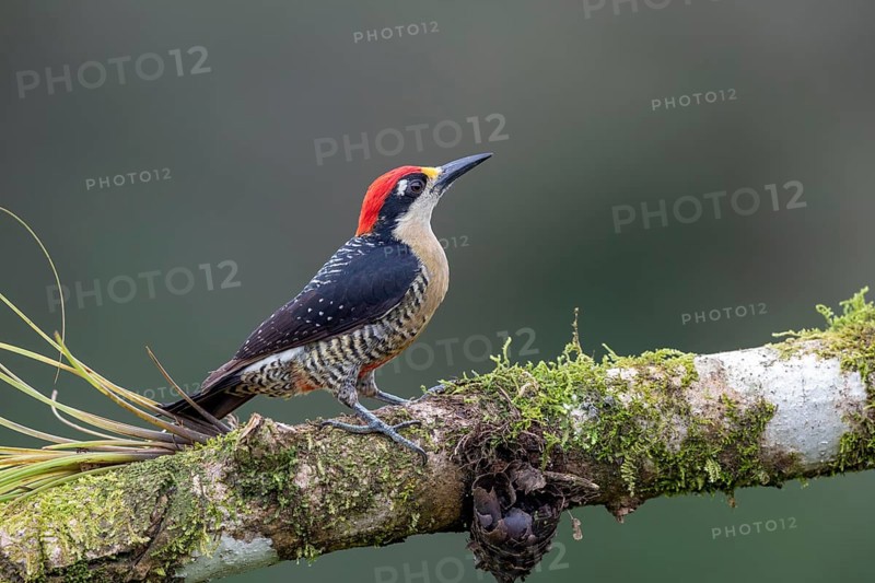 Black-cheeked woodpecker